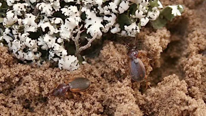 Cymindis (Tarsostinus) medvedevi. Автор — Юрій Москаленко